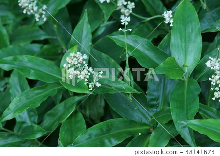 Yabu Myoga是Yabu的意思，是“減輕痛苦”。 38141673