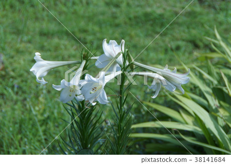 Yuri Takasago高砂百合花語言是“純淨” Yuri Takasago高砂百合花語言是“純淨” 38141684