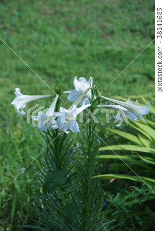 Yuri Takasago高砂百合花語言是“純淨” 38141685