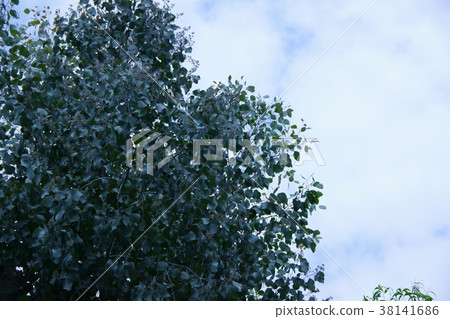 桉樹popolas花語“繁殖” 桉樹popolas花語“繁殖” 38141686