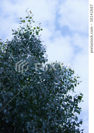 Eucalyptus popolas flower language "reproduction" Eucalyptus popolas flower language "reproduction" 38141687