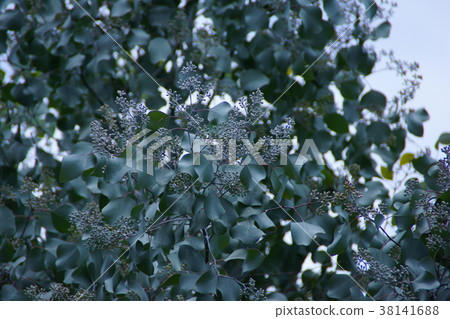 桉樹popolas花語“繁殖” 38141688