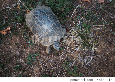 Turtle on the land 38142912