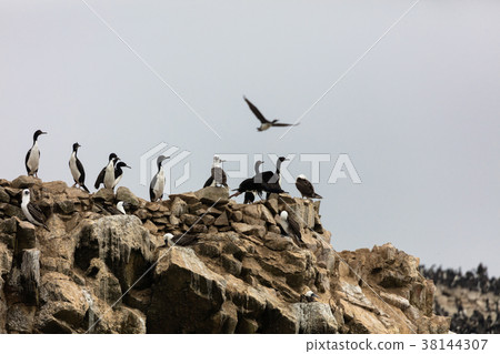 bird, birds, brown pelican 38144307