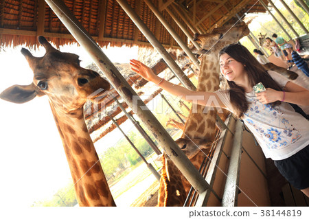 giraffe in asian thai outdoor zoo park giraffe in asian thai outdoor zoo park 38144819