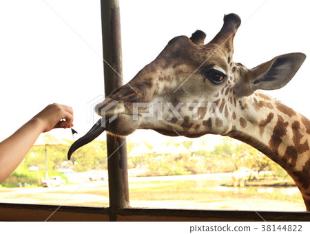 giraffe in asian thai outdoor zoo park giraffe in asian thai outdoor zoo park 38144822