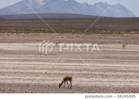 lama Vikunja (Vicugna vicugna) 38145095
