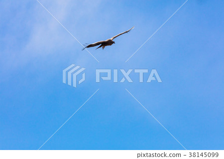 Condor flying in Peru Condor flying in Peru 38145099