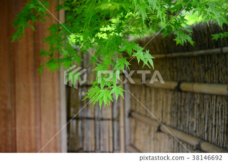 Maple leaves and Takegaki Maple leaves and Takegaki 38146692