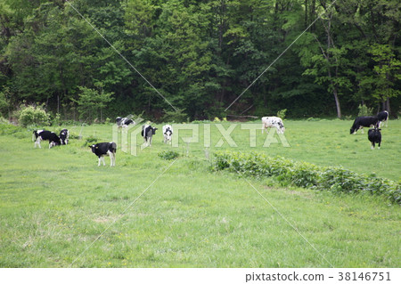 Grazing _ Kobe Town 38146751