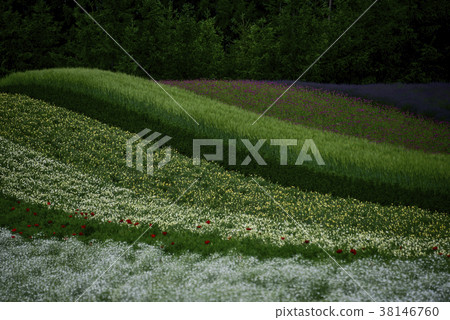 Biei, Hokkaido, Japan 38146760