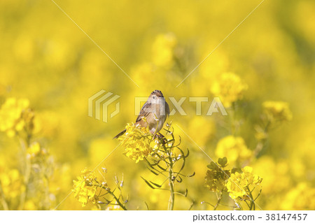 弗林特火 38147457