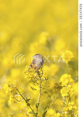 弗林特火 38147459