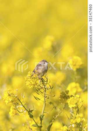 弗林特火 38147460