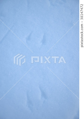 Footprints of cute sparrows that remain in the snow 38147472