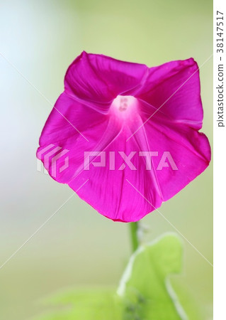 牽牛花紅色花關閉 38147517