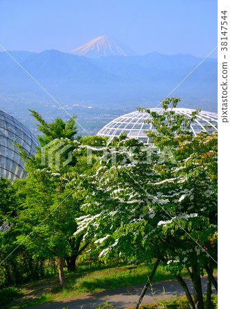 Fuefukigawa Fruit Park和Mt. Fuji-777546 Fuefukigawa Fruit Park和Mt. Fuji-777546 38147544