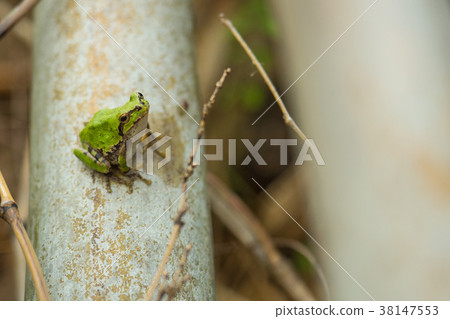 青蛙日本樹蛙 38147553