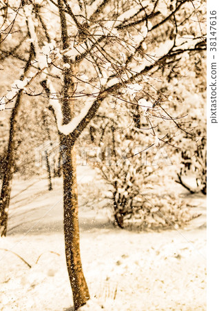 烏賊屬冬季景觀 烏賊屬冬季景觀 38147616