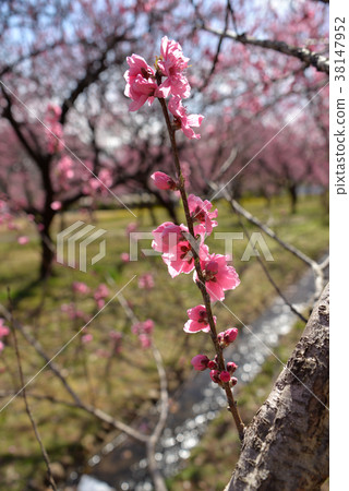 花桃 花桃 38147952