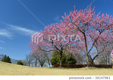 花桃 花桃 38147961