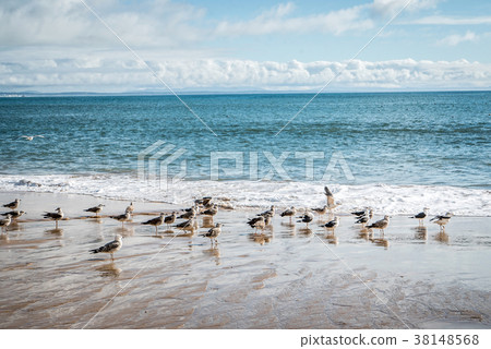 seagulls on the beach seagulls on the beach 38148568