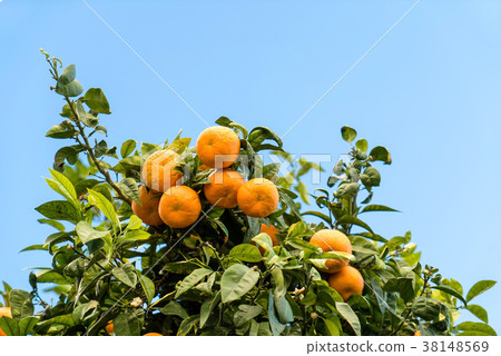 mandarin fruits on the tree 38148569