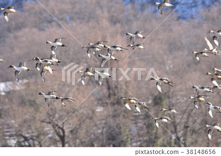 Large group of moths Large group of moths 38148656
