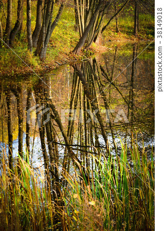 reflection of tree trunks in water 38149018