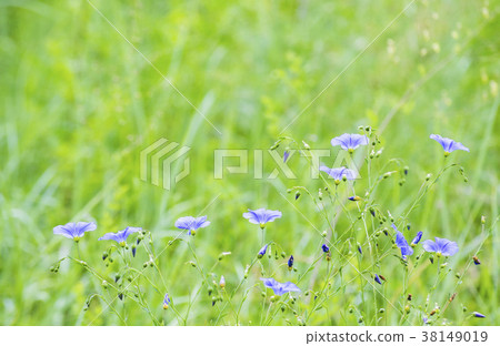 blue flowers 38149019