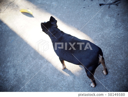 cute black fat lovely alert active miniature dog 38149380