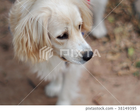 cute lovely handsome white long hair young dog cute lovely handsome white long hair young dog 38149395