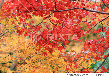 the maple at Enrian Temple autumn colors 38149588