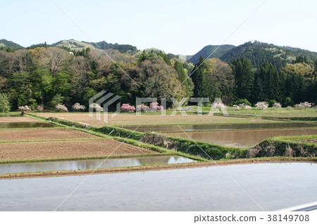 相川Botan櫻花和稻田 38149708