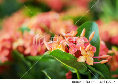 Red flowers with colorful. 38149917