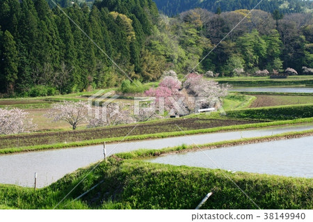 相川Botan櫻花和稻田 相川Botan櫻花和稻田 38149940