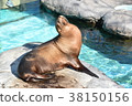 Sea lion 38150156
