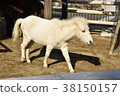 White pony 38150157