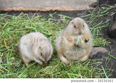 草原土撥鼠 38150161