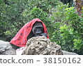 Gorilla 38150162