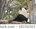 giant panda 38150163