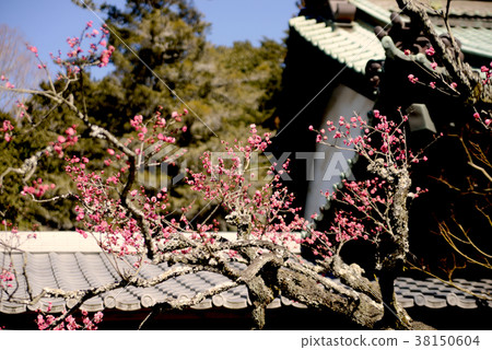 Kobai Kobai 38150604