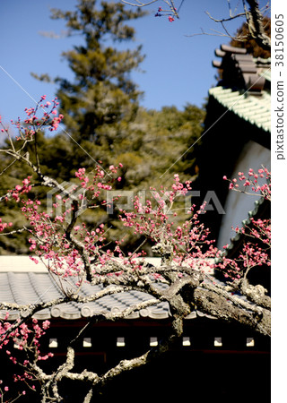 小白 小白 38150605