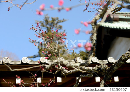 Kobai Kobai 38150607