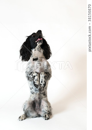 Beautiful female spaniel sits on its hind legs on 38150870