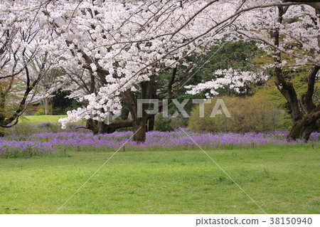 Cherry blossom and flower radish (Murasaki hanana) flowers Cherry blossom and flower radish (Murasaki hanana) flowers 38150940