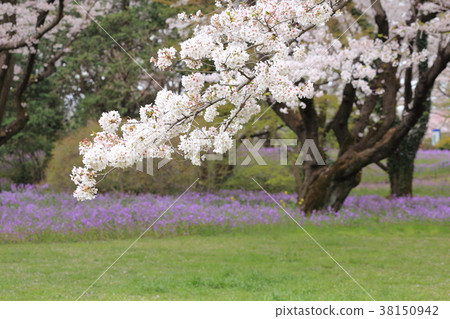 Cherry blossom and flower radish (Murasaki hanana) flowers 38150942