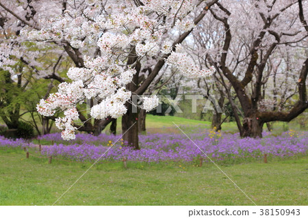Cherry blossom and flower radish (Murasaki hanana) flowers 38150943