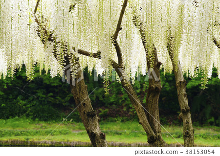 Shirafuji Shirafuji 38153054