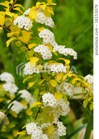 Small hand gimp 38153078